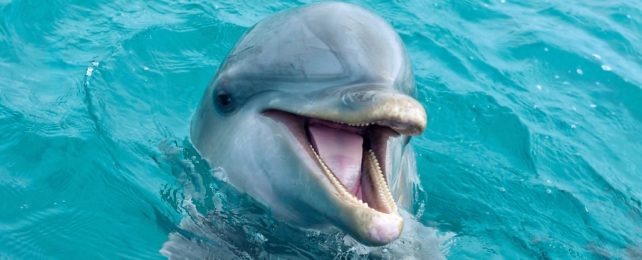 Dolphins on The Hunt Have Something Weirdly in Common With Kim Kardashian's Voice