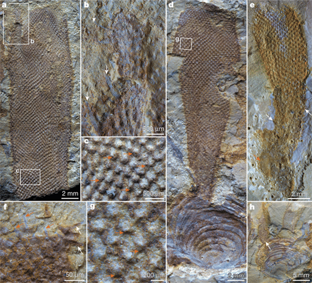 Fossil records