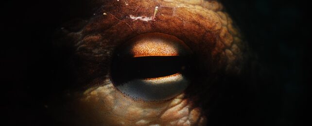 Octopus Eye Close Up
