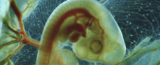 Chicken embryo