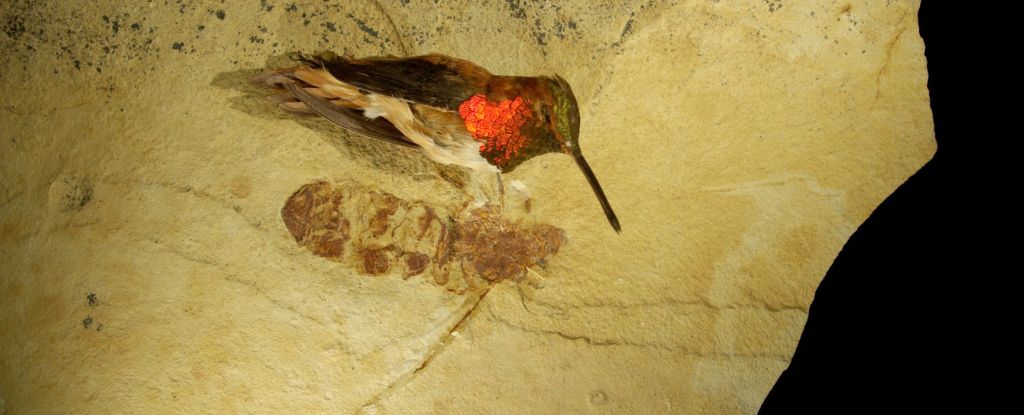 Fósiles de hormigas del tamaño de un colibrí desafían lo que sabemos sobre el tamaño de los insectos : Heaven32