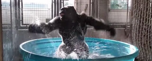 Apes Making Themselves Dizzy Could Show How We Evolved The Urge To Lose Control