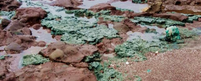 Green Plastic Rocks On Coastline