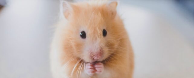 Hamster On Bench