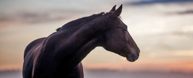 Researchers Have Found The Earliest Evidence of Horseback Riding Yet