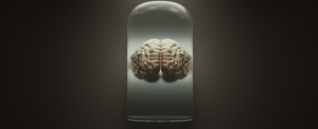 An illustration of a human brain floating in a jar.