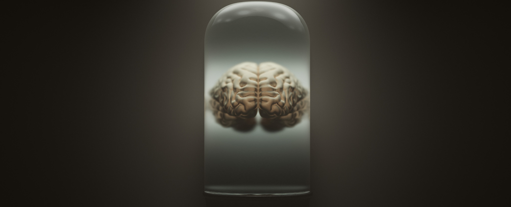 https://www.sciencealert.com/images/2023/03/IllustrationOfHumanBrainInAJar.jpg