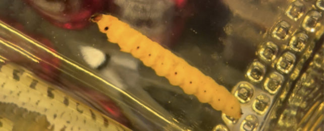 Yellowish, worm-like insect larva floating in a bottle of clear liquid.