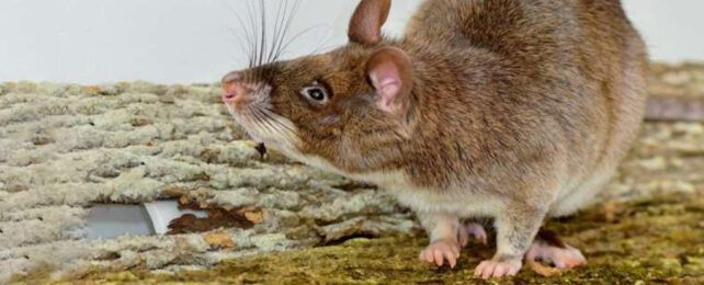 Large brown fuzzy rat-like mammal with pale belly and pink extremities.