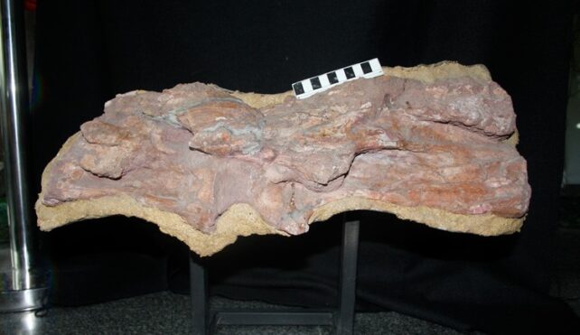 Two large fossilised dinosaur vertebrae with black and white ruler placed on top for size. 