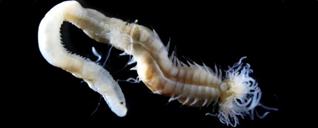 Pale marine worm with fuzzy head pale in black waters