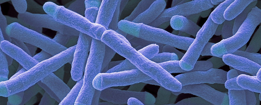 scanning electron micrograph of rod-shaped bacteria