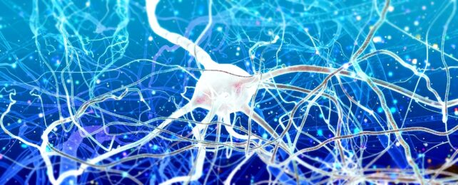 Neural Network Inside Brain