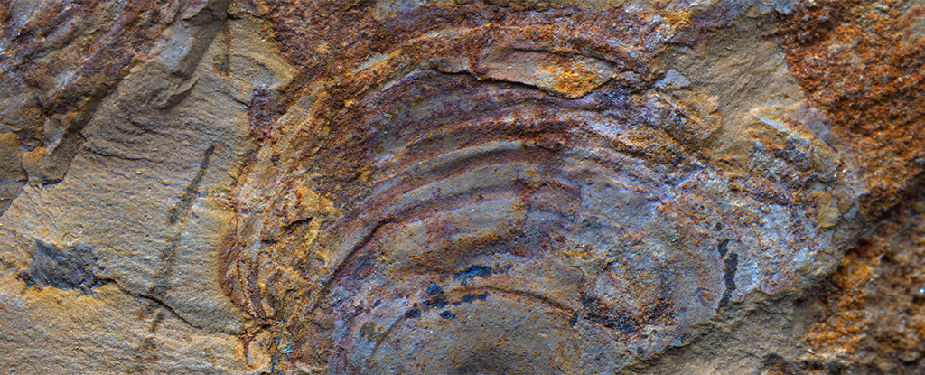 Die seltsame Lebensform vor 500 Millionen Jahren war überhaupt kein Tier: ScienceAlert