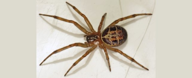 Invasive Spider Caught on Camera Eating a Shrew, And We Can't Unsee It