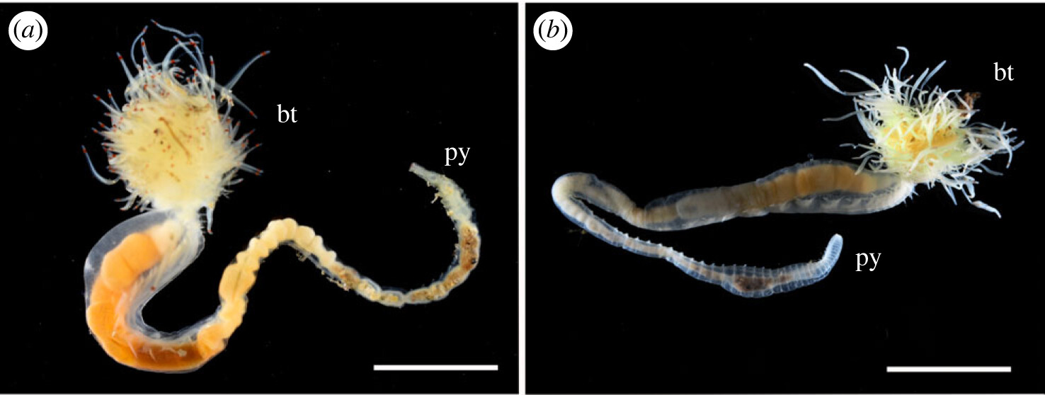 Newly Discovered Ghostly Marine Worms Look Straight Out of Japanese