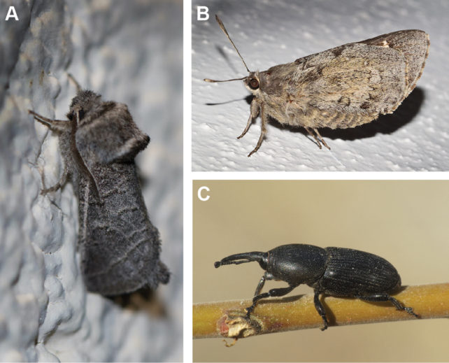 A dark grew moth, dull brown butterfly and black weevil.