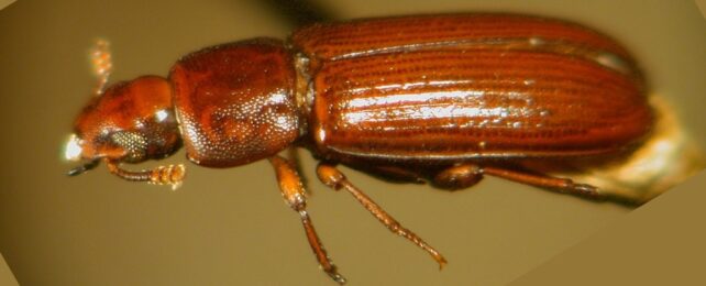 Beetles Hydrate by Drinking Through Their Butt Holes. Here's How They Do It