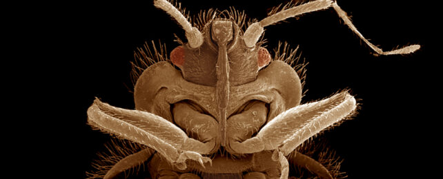Scanning electron micrograph showing upper body with front legs and head of bed bug colored in browns with red eyes.