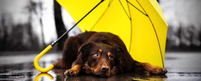 Anxious Dogs Have Measurable Differences in Their Brains That Are Similar to Ours