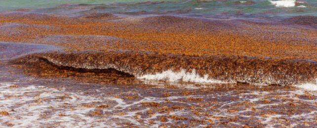 Sargassum In Waves At Coast