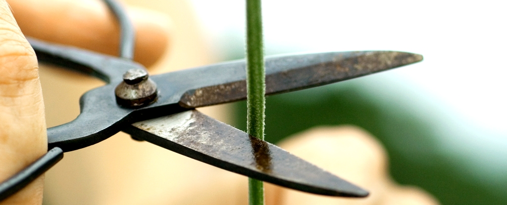 Les plantes « crient » vraiment dont nous n’avions jamais entendu parler jusqu’à présent.  Alerte scientifique