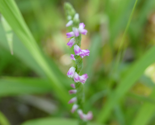 Spiranthes hachijoensis in a field.