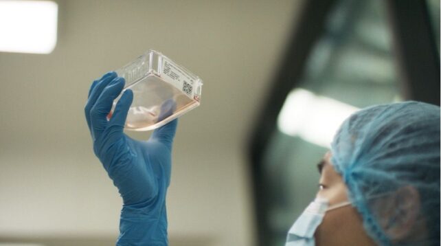 Tech looking up at lab cultured cells in glass plate.