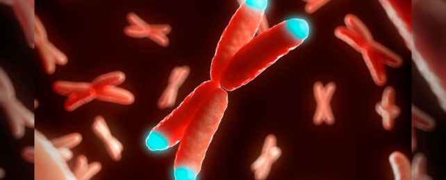 Illustration showing telomeres on the end of chromosomes