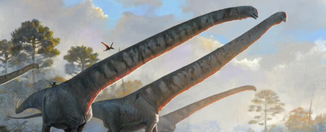 An illustration of three sauropod dinosaurs with long necks, standing side-by-side on a cloudy day.