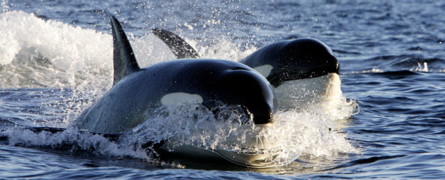 Two orca swimming together in water.