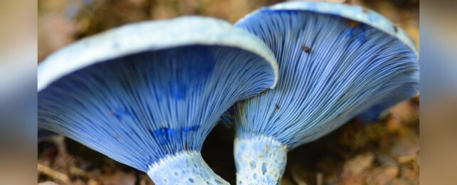 Vibrant Blue Mushrooms