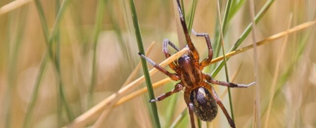 These Seductive Spiders Play Dead to Lure Suspicious Lovers Into Safe Sex