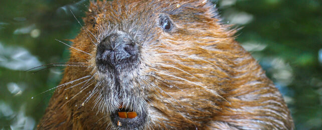 close up of a beaver's face