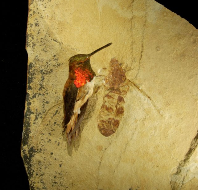 comparison of a hummingbird next to an ant fossil