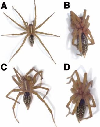 These Seductive Spiders Play Dead to Lure Suspicious Lovers Into Safe