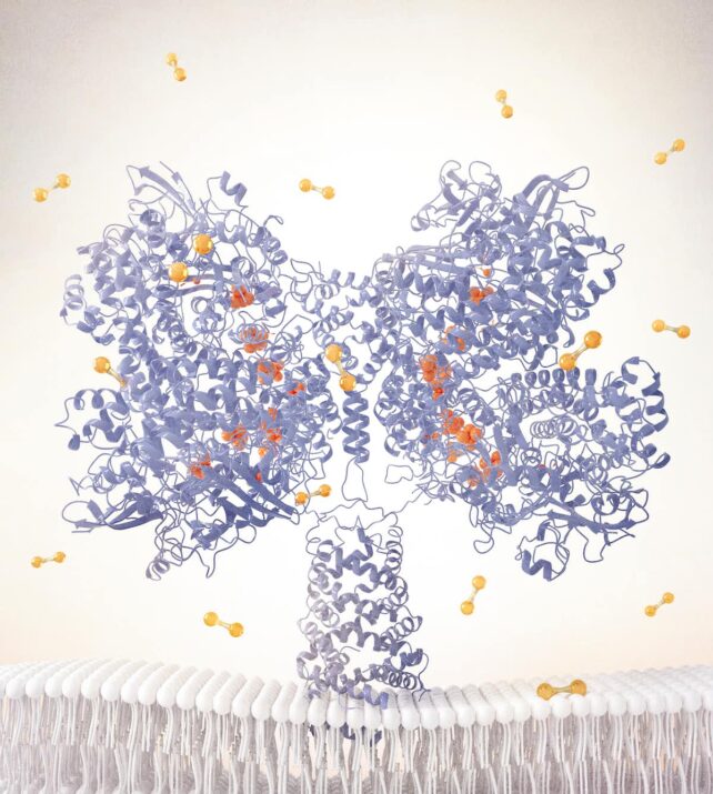 Illustration of a complicated molecule running along a membrane surrounded by hydrogen molecules