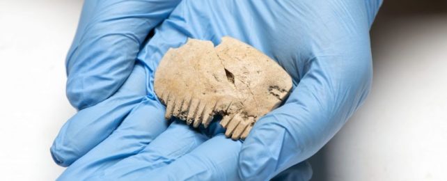 Mysterious Comb Unearthed in England Has a Gruesome Origin Story