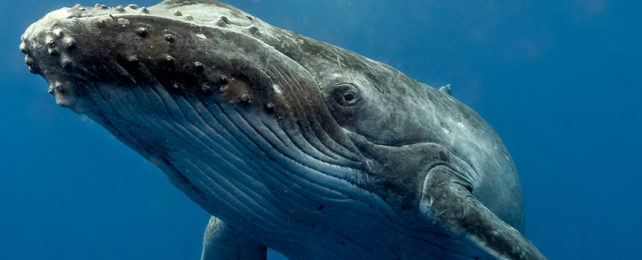 humpback whale underwater seen up close