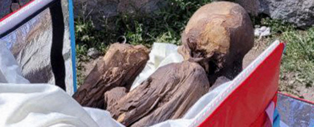 600 year old mummified remains of a Peruvian male in a red food delivery cooler bag