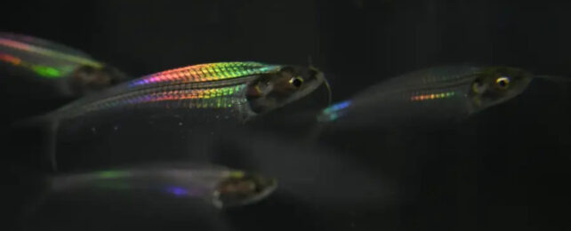 The Mystery of The Ghost Catfish's Shimmering Rainbow Can Finally Be Explained