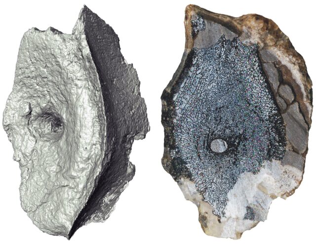 Bilimin Bilinen En Eski Ichthyosaur Uzak Kutup Adasında Keşfedildi : ScienceAlert