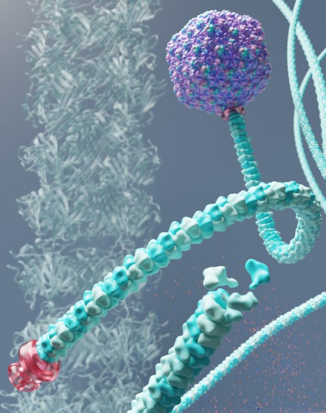 Illustration of the Rapunzel virus