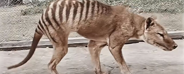 Colourised still from footage of a captured thylacine