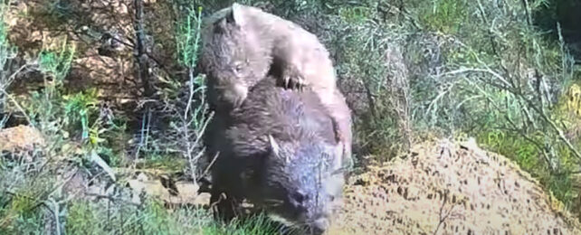 screen capture of a male wombat mounting a female wombat