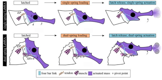 An illustration showing the differences in LaMSA systems