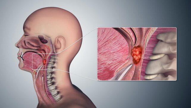 Anatomy diagram showing oropharynx position behind mouth cavity.