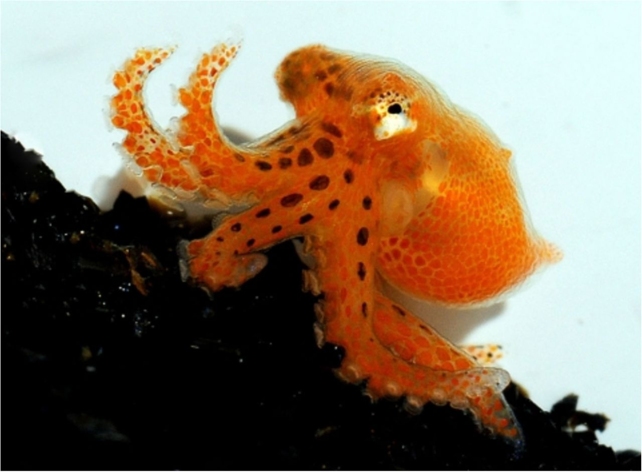 Baby octopus with orange body