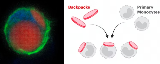 A fluorescent image of a monocyte and an illustration of how backpacks can be attached to monocytes.