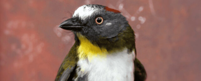 Black bird with white belly, yellow throat patch and red cap